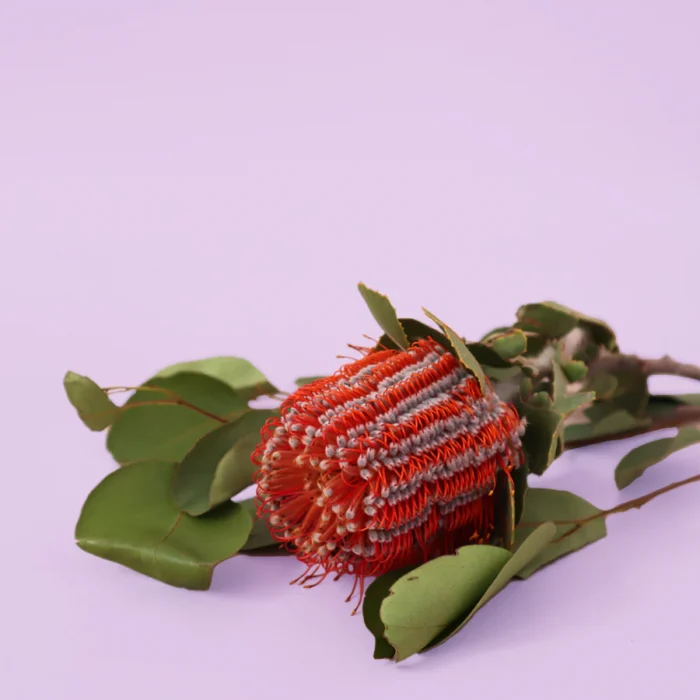 Flame and Focus Australian Bush Fragrance Candle
