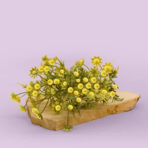 Flame and Focus Golden Wattle Fragrance Candle